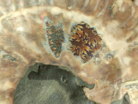 Polished Cleoniceras Ammolite Fossils Pair x 1 From Tulear, Madagascar