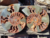 Polished Cleoniceras Ammolite Fossils Pair x 1 From Tulear, Madagascar