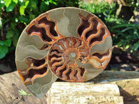 Polished Cleoniceras Ammolite Fossils Pair x 1 From Tulear, Madagascar