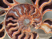 Polished Cleoniceras Ammolite Fossils Pair x 1 From Tulear, Madagascar