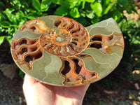 Polished Cleoniceras Ammolite Fossils Pair x 1 From Tulear, Madagascar