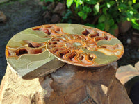 Polished Cleoniceras Ammolite Fossils Pair x 1 From Tulear, Madagascar