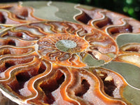 Polished Cleoniceras Ammolite Fossils Pair x 1 From Tulear, Madagascar