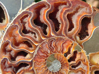 Polished Cleoniceras Ammolite Fossils Pair x 1 From Tulear, Madagascar