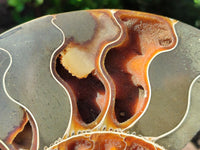 Polished Cleoniceras Ammolite Fossils Pair x 1 From Tulear, Madagascar