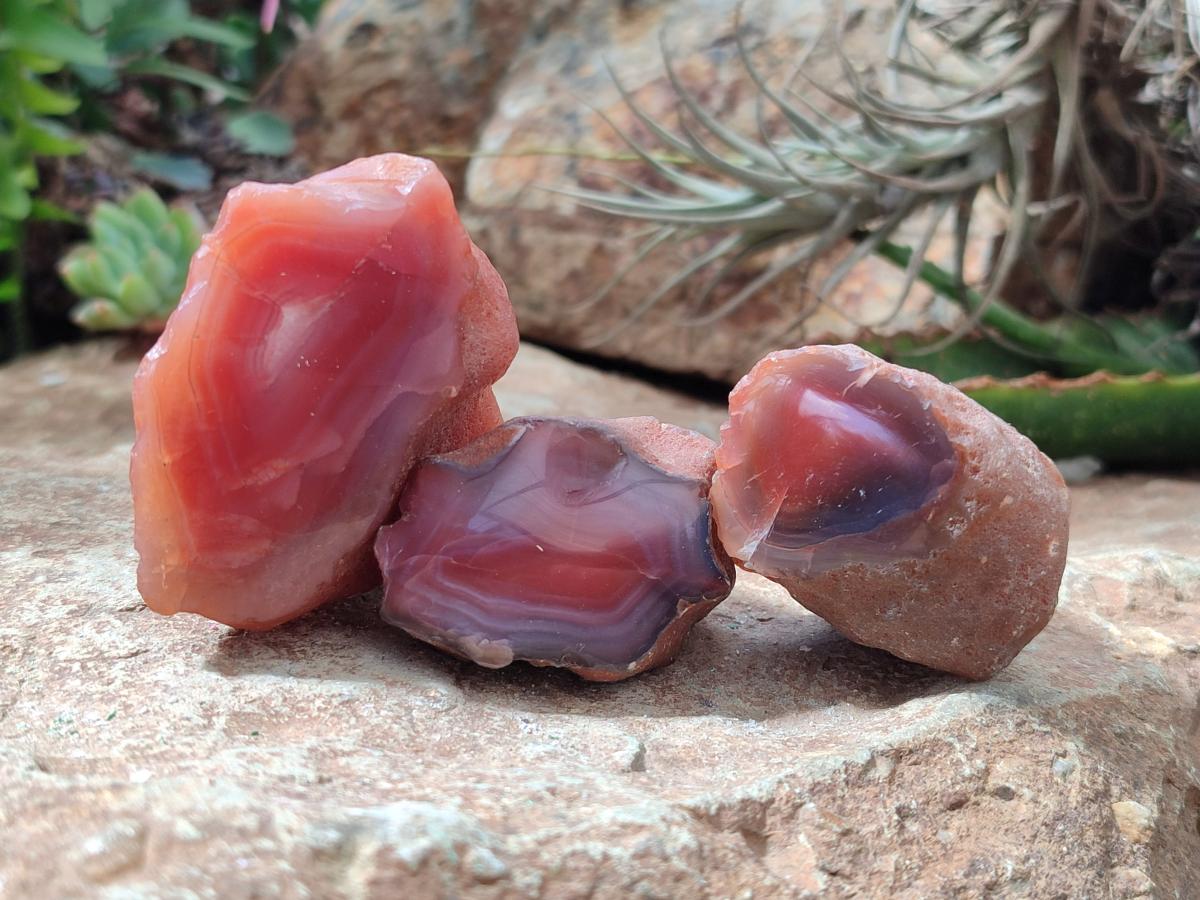 Polished On One Side Red Shashe River Agate Nodules x 35 From Shashe River, Zimbabwe
