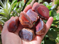 Polished On One Side Red Shashe River Agate Nodules x 35 From Shashe River, Zimbabwe
