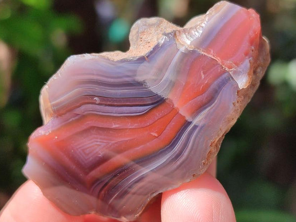 Polished On One Side Red Shashe River Agate Nodules x 35 From Shashe River, Zimbabwe