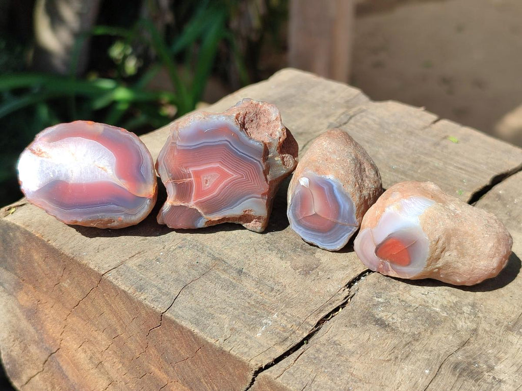Polished On One Side Red Shashe River Agate Nodules x 35 From Shashe River, Zimbabwe