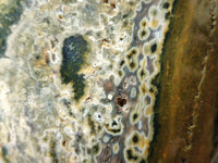 Polished Ocean Jasper Standing Free Form x 2 From Northwest Coast, Madagascar