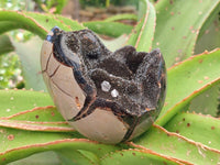 Polished Septerye Sauvage "Dragons Egg" Geodes x 2 From Mahajanga, Madagascar