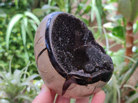 Polished Septerye Sauvage "Dragons Egg" Geodes x 2 From Mahajanga, Madagascar