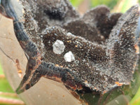 Polished Septerye Sauvage "Dragons Egg" Geodes x 2 From Mahajanga, Madagascar