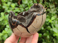 Polished Septerye Sauvage "Dragons Egg" Geodes x 2 From Mahajanga, Madagascar