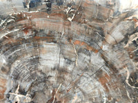 Polished Red Podocarpus Petrified Wood Slices x 2 From Mahajanga, Madagascar