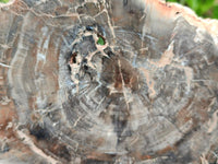 Polished Red Podocarpus Petrified Wood Slices x 2 From Mahajanga, Madagascar