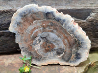 Polished Red Podocarpus Petrified Wood Slices x 2 From Mahajanga, Madagascar