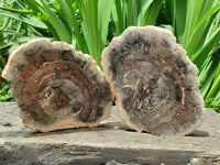Polished Red Podocarpus Petrified Wood Slices x 2 From Mahajanga, Madagascar