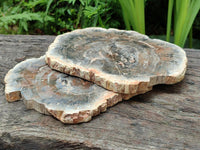 Polished Red Podocarpus Petrified Wood Slices x 2 From Mahajanga, Madagascar