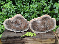 Polished Red Podocarpus Petrified Wood Slices x 2 From Mahajanga, Madagascar