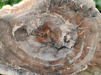 Polished Red Podocarpus Petrified Wood Slices x 2 From Mahajanga, Madagascar