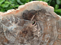 Polished Red Podocarpus Petrified Wood Slices x 2 From Mahajanga, Madagascar