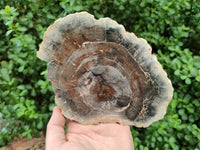 Polished Red Podocarpus Petrified Wood Slices x 2 From Mahajanga, Madagascar