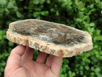 Polished Red Podocarpus Petrified Wood Slices x 2 From Mahajanga, Madagascar