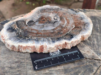 Polished Red Podocarpus Petrified Wood Slices x 2 From Mahajanga, Madagascar
