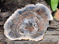 Polished Red Podocarpus Petrified Wood Slices x 2 From Mahajanga, Madagascar