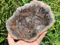 Polished Red Podocarpus Petrified Wood Slices x 2 From Mahajanga, Madagascar