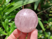 Polished Star Rose Quartz Spheres x 6 From Madagascar