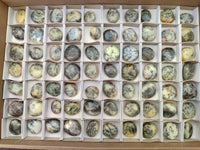 Polished Dendritic Opal Palm Stones x 70 From Moralambo, Madagascar