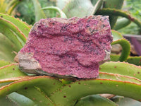 Natural Salrose Cobaltion Dolomite With Heterogenite Specimens x 4 From Kakanda, Congo