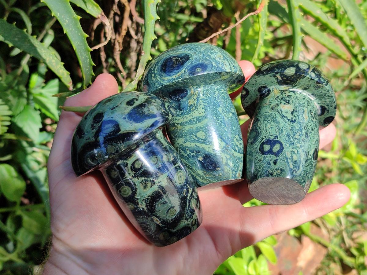Polished Stromatolite Mushrooms x 6 From Katsepy, Madagascar