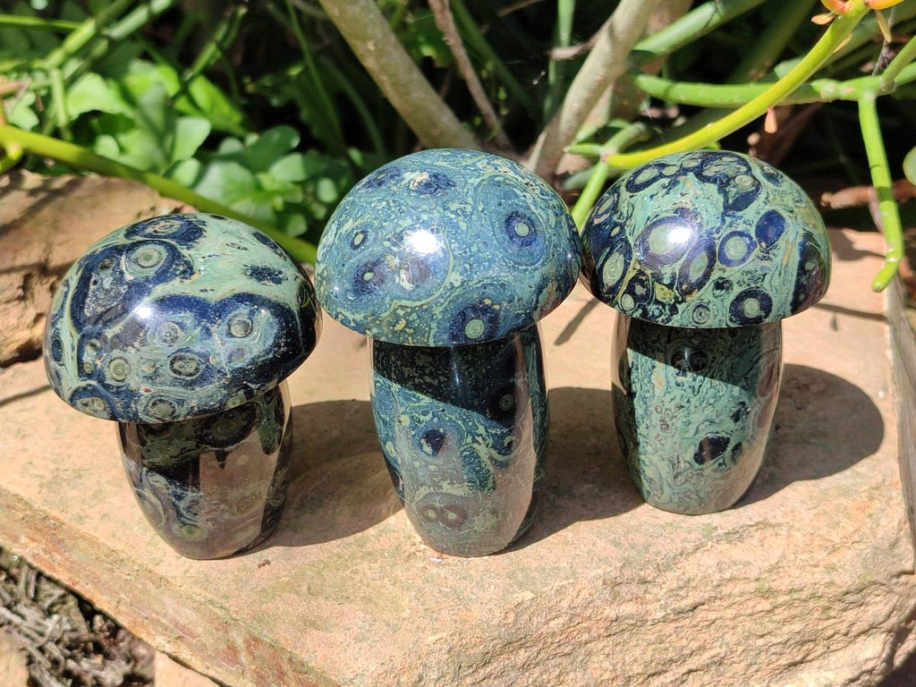 Polished Stromatolite Mushrooms x 6 From Katsepy, Madagascar