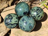 Polished Stromatolite Mushrooms x 6 From Katsepy, Madagascar