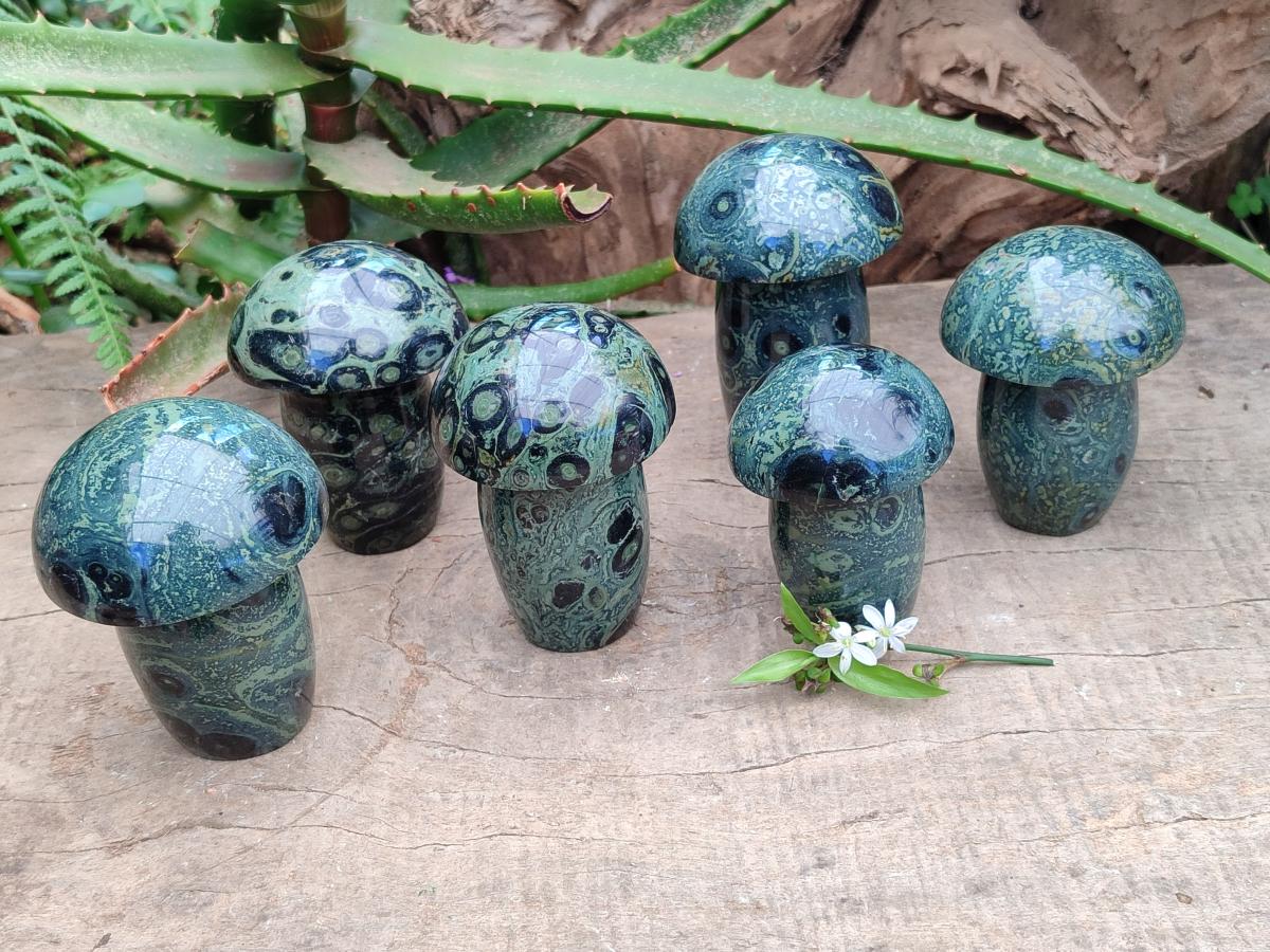 Polished Stromatolite Mushrooms x 6 From Katsepy, Madagascar