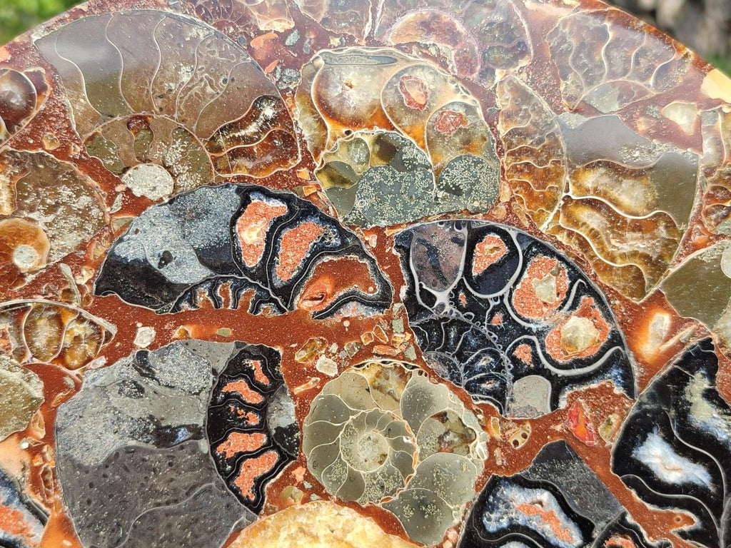 Hand Made Ammonite Conglomerate Display Plaques x 2 From Mahajanga, Madagascar - Toprock Gemstones and Minerals 