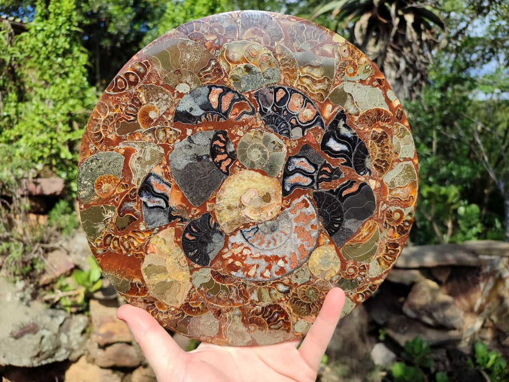 Hand Made Ammonite Conglomerate Display Plaques x 2 From Mahajanga, Madagascar - Toprock Gemstones and Minerals 
