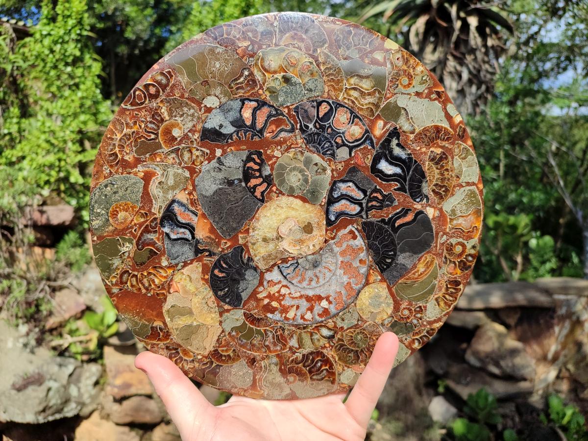 Hand Made Ammonite Conglomerate Display Plaques x 2 From Mahajanga, Madagascar