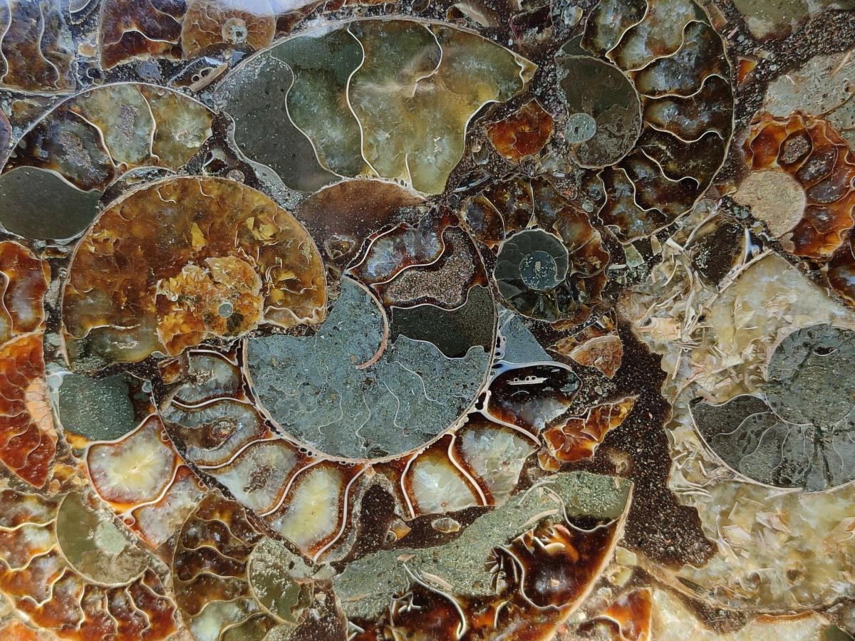 Hand Made Ammonite Conglomerate Display Plaques x 2 From Mahajanga, Madagascar