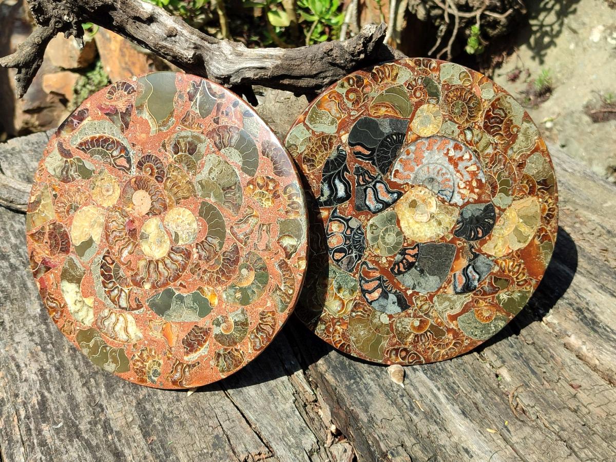 Hand Made Ammonite Conglomerate Display Plaques x 2 From Mahajanga, Madagascar - Toprock Gemstones and Minerals 