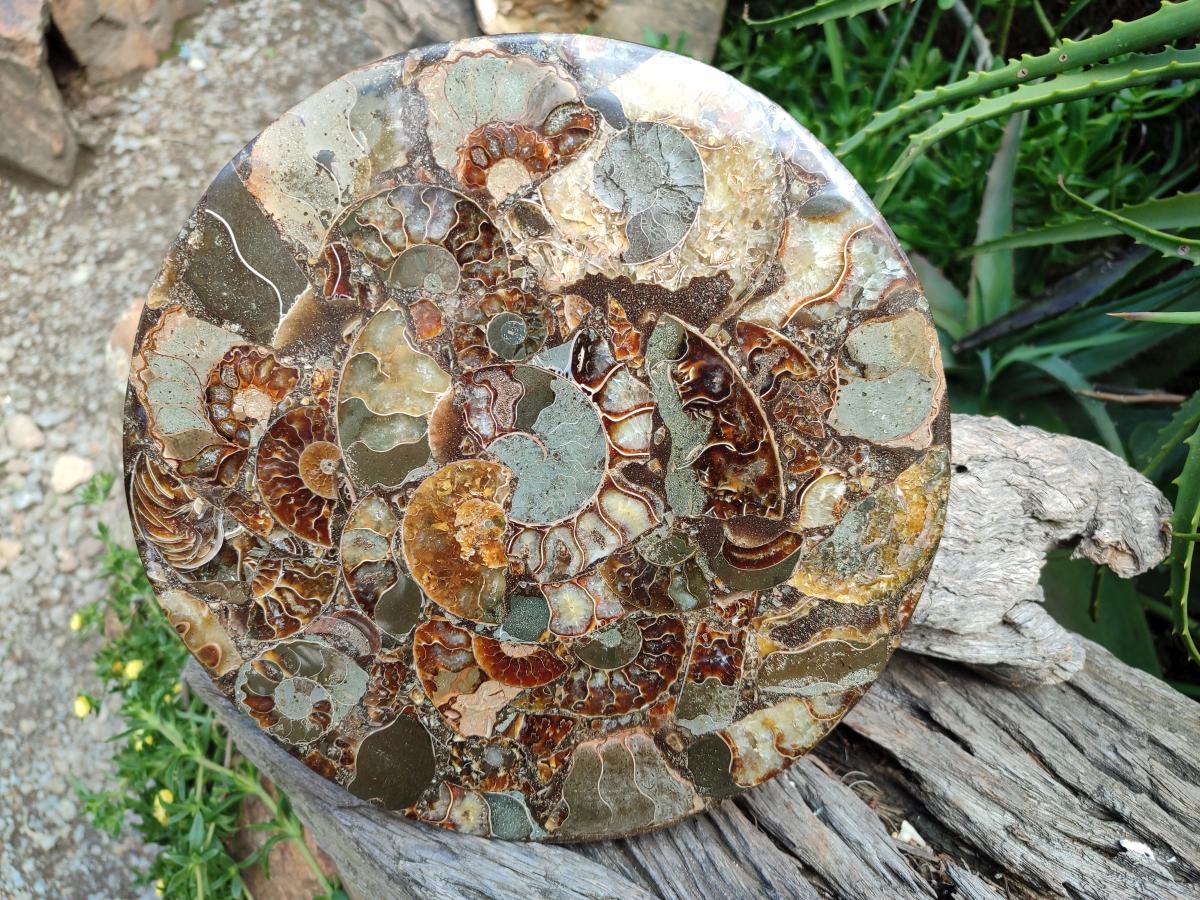 Hand Made Ammonite Conglomerate Display Plaques x 2 From Mahajanga, Madagascar