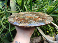 Hand Made Ammonite Conglomerate Display Plaques x 2 From Mahajanga, Madagascar