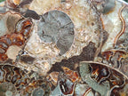 Hand Made Ammonite Conglomerate Display Plaques x 2 From Mahajanga, Madagascar - Toprock Gemstones and Minerals 