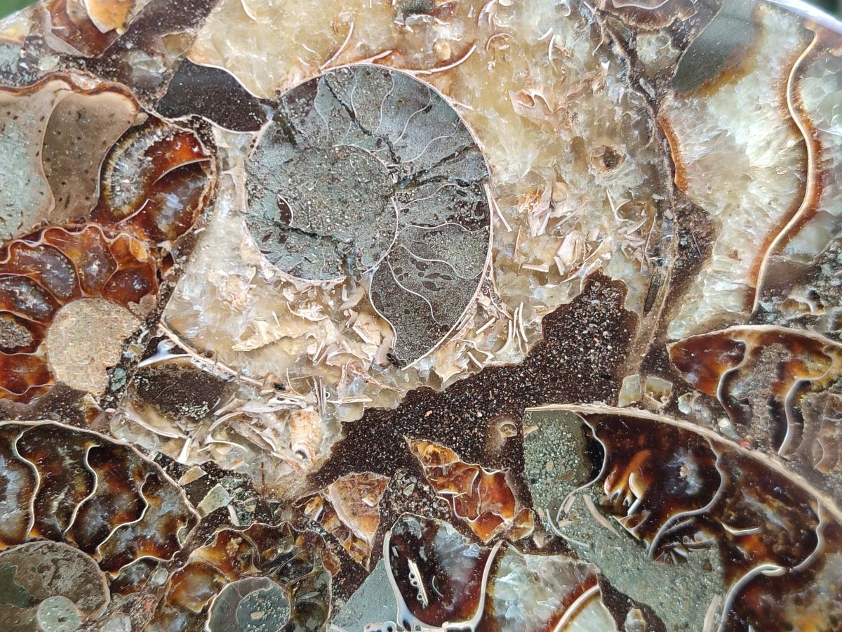 Hand Made Ammonite Conglomerate Display Plaques x 2 From Mahajanga, Madagascar