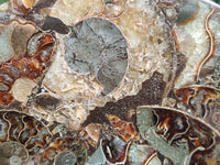 Hand Made Ammonite Conglomerate Display Plaques x 2 From Mahajanga, Madagascar