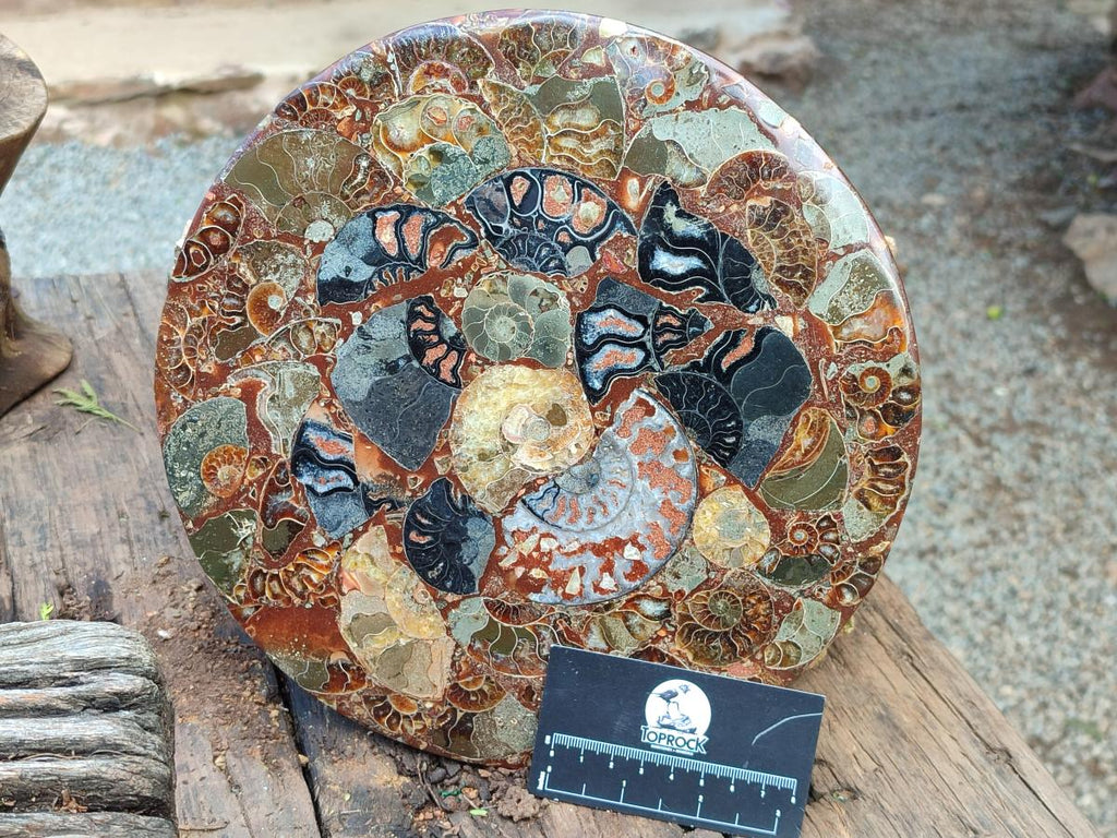 Hand Made Ammonite Conglomerate Display Plaques x 2 From Mahajanga, Madagascar - Toprock Gemstones and Minerals 