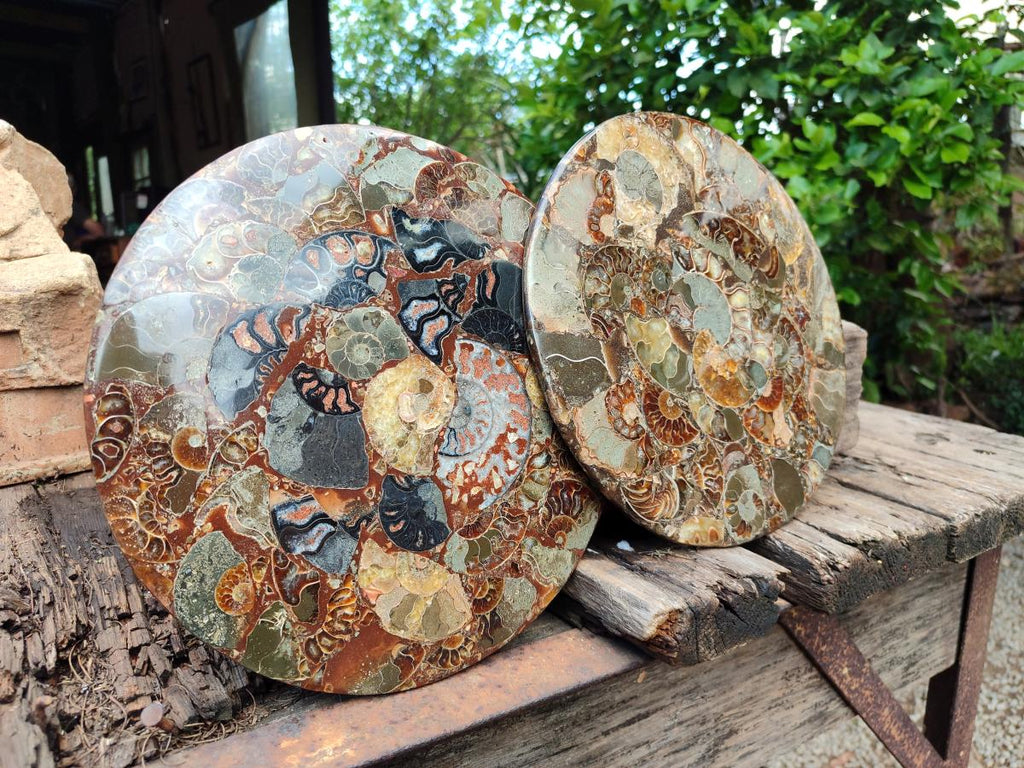 Hand Made Ammonite Conglomerate Display Plaques x 2 From Mahajanga, Madagascar - Toprock Gemstones and Minerals 